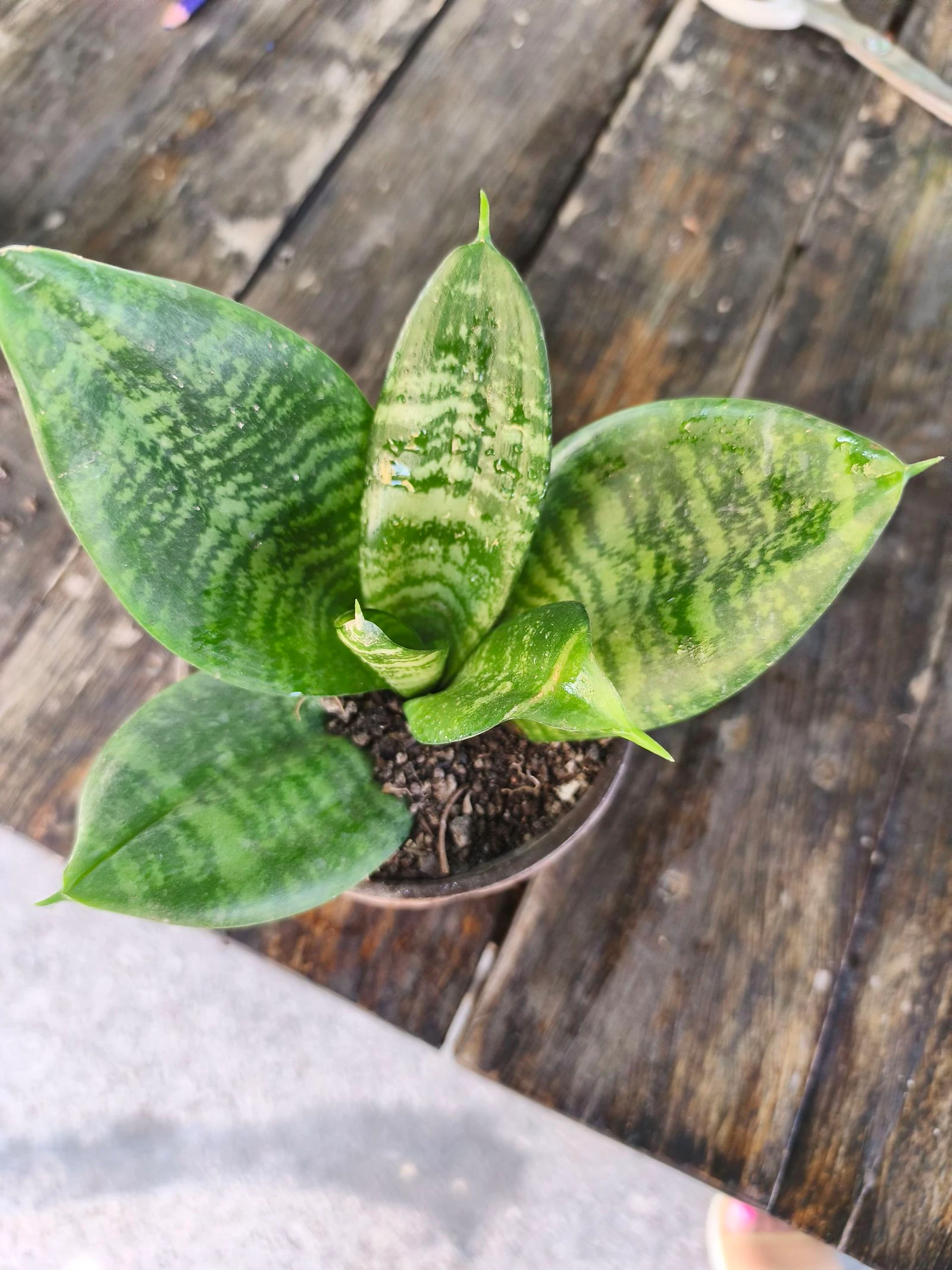 Planta sansirveria – photo 3